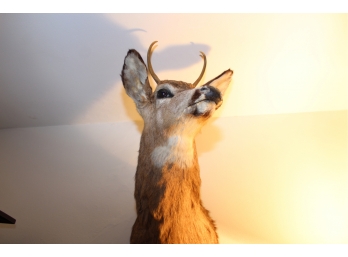 Wall Deer Head Taxidermy - Item #072