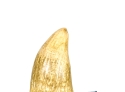 *LARGE ANTIQUE NATURAL TOOTH