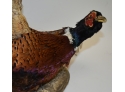 201. Taxidermy Pheasant On Stand