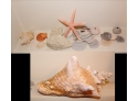 76. Assort Sea Shells (16)