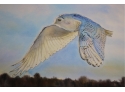 Signed James Fiorentino Snow Owl Print A/P 4/10