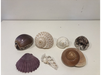 Decorative Shell Lot