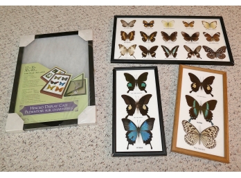 Real Butterfly Models And Unused Display Case
