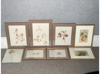 Eight Framed Botanical Specimens And Fruit Prints