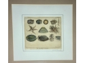 Framed Print Shells And Fish