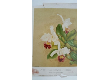 White House Orchid Painted By President's Wife, Caroline S. Harrison,  *See More Below In Deion*