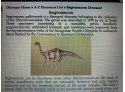 Segnosaurus Dinosaur Egg