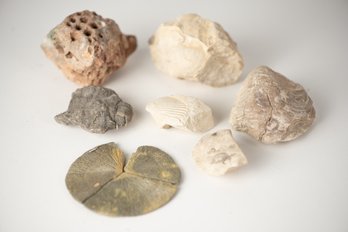 Lot Of Fossils