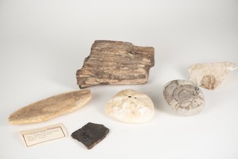 Lot Of Fossils W/petrified Wood?