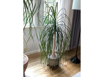Large (5 Feet) Elephant's Foot/Ponytail Palm Tree (#3 Right) Indoor, Houseplant