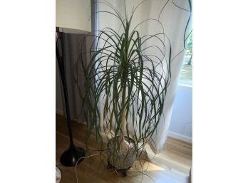Large (5 Feet) Elephant's Foot/Ponytail Palm Tree (#1 Left) Indoor, Houseplant