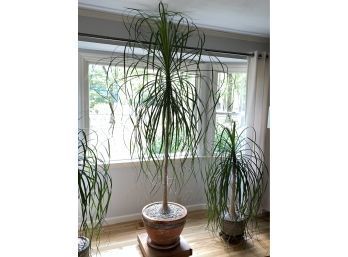Large (7 1/2 Feet) Elephant's Foot/Ponytail Palm Tree (#2 Center) Indoor, Houseplant