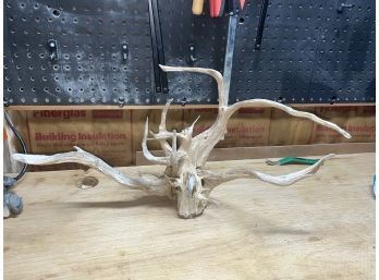Unique Driftwood Root Cluster