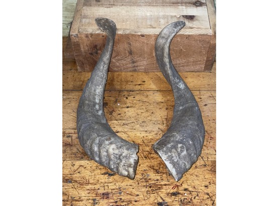 Pair Of Vintage Goat Horns - Halloween, Satanic Taxidermy Decor