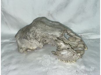 Very Weathered Deer Skull - Taxidermy Bones