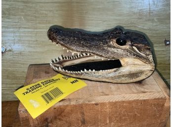 Vintage Taxidermy Alligator Head