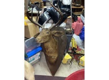 Antique Taxidermy Deer Head With Large Antler Rack - Spooky Halloween Haunted House
