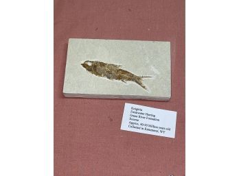 Cool Fish Fossil 'Freshwater Herring' 40-50 Million Years Old