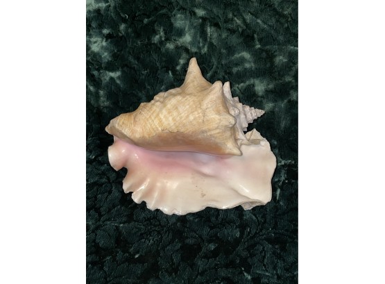 Conch Seashell 8.5' Long Vintage Ocean Decor