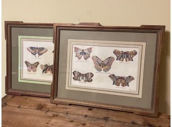 (2) Moths Framed Prints