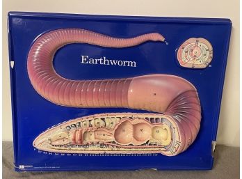 Earthworm Dissection Diagram 1998 Hubbard Scientific Molded Plastic