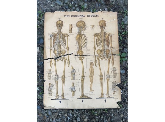 The Skeletal System Vintage Medical Diagram Poster 1947 Peter Bachin Anatomical Chart