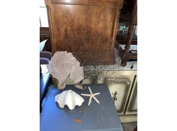 Superb Lot Of Ocean, Beach Decor - Fan Coral, Giant Clam Shell