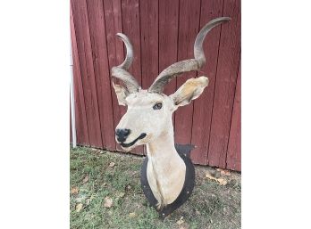 Antique Kudu Head Taxidermy Shoulder Mount With Great Horns - African Antelope