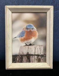 Michael L Smith Wildlife Photographer Mad Bluebird Framed Art
