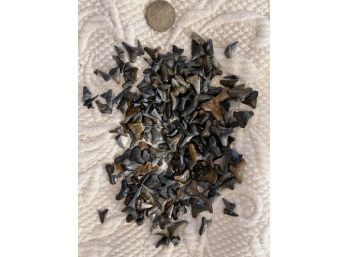 Fossil Shark Teeth Small To Tiny. Several Hundred In Lot. Great Craft Item.