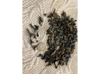 Large Lot Of Fossil Shark Teeth. Several Hundred, Tiny Small. Great For Crafts And Jewelry.