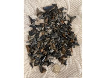 Lot Of Many Many Sharks Teeth. Small Size Excellent For Crafts