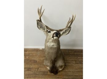 8 Point Deer Head Taxidermy