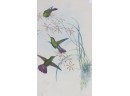 Water Colored Owl Signed Lower Left A D Number 1508, 7 X 5, Humming Bird Lithograph By J. Gould And Richter