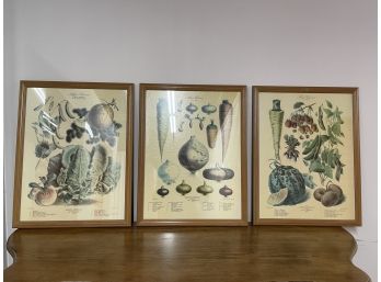 Vintage Lot Of 3 French Botanical Art Prints Framed