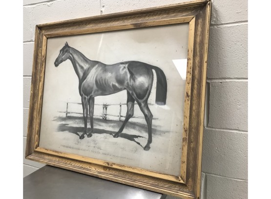 Equestrian Horse European Print Or Original Drawing In Gold Gilt Frame