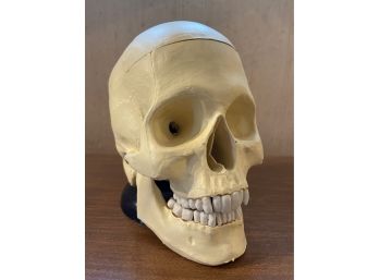 Vintage Plastic Human Skull Model