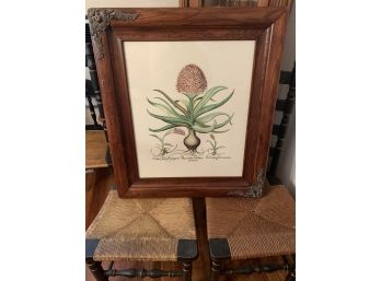 Vintage  Wood Framed Botanical Art