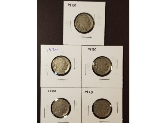 Five US 1920 Buffalo Nickels