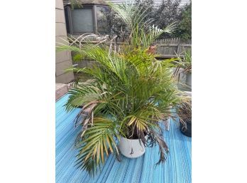 Palm Plant And Planter