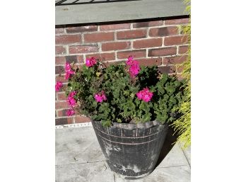 Flower Pot With Plant