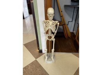 Doctor Skeleton Model