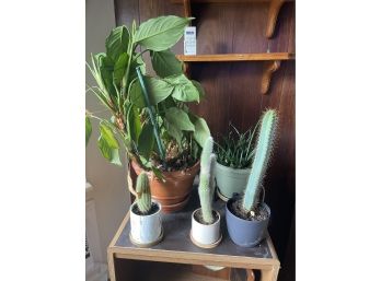 Cactus & Plants
