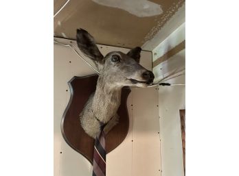 Taxidermy Deer Head Mounted