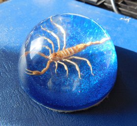 Small Scorpion Paperweight
