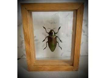 Vintage Framed Jewel Beetle