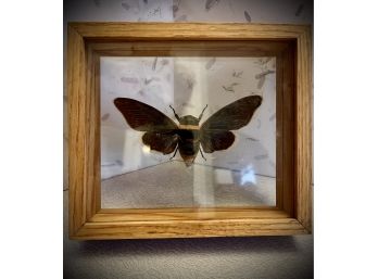 Vintage Framed Moth