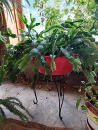 Live Huge Christmas Cactus With Stand
