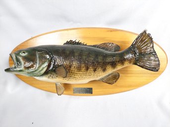 Largemouth Bass Taxidermy Fish On Wood Plaque