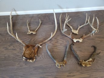 Lot Of Real Antlers Horns